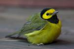 images/recent-photos/Hooded-Warbler-On-Deck-[IMG_2781].jpg